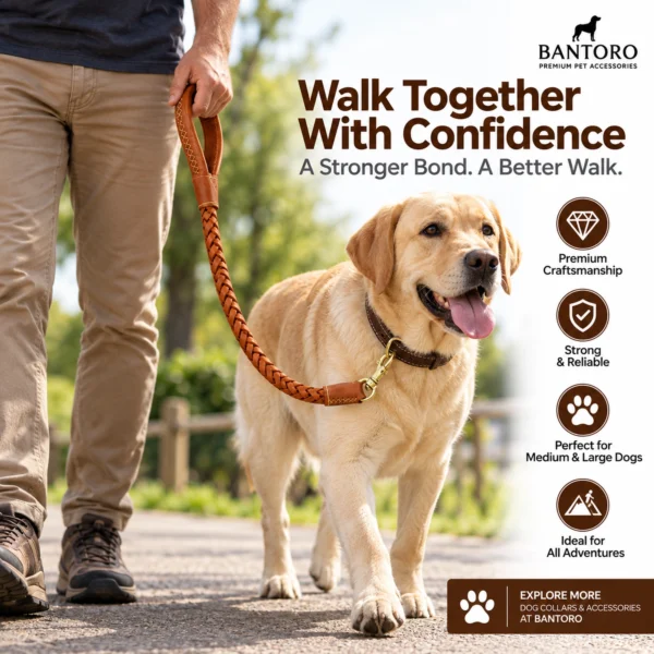 Braided leather dog leash used with a Labrador outdoors, showing the padded handle and tan cowhide lead during walking