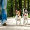 Double dog leash used to walk two small dogs together on an outdoor woodland path